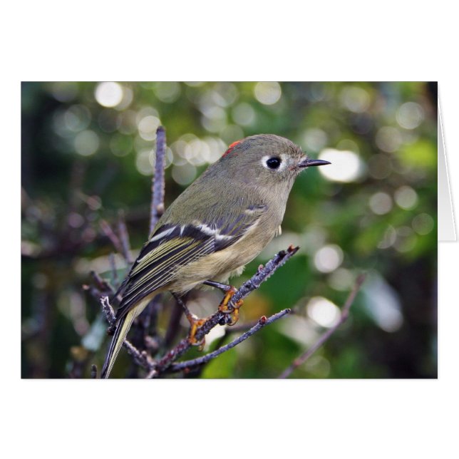 Ruby-vol Kinglet (Voorkant Horizontaal)