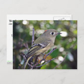 Ruby-vol Kinglet Briefkaart (Voorkant / Achterkant)