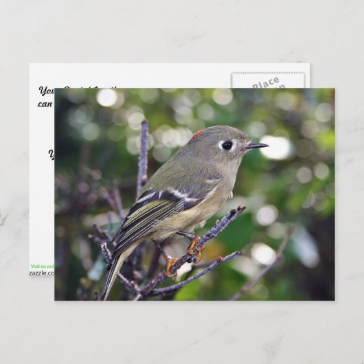 Ruby-vol Kinglet Briefkaart (Voorkant / Achterkant)