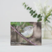Ruby-vol Kinglet Briefkaart (Staand voorkant)