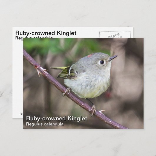 Ruby-vol Kinglet Briefkaart (Voorkant / Achterkant)