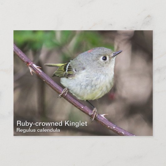Ruby-vol Kinglet Briefkaart (Voorkant)