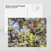 Ruby-vol Kinglet Briefkaart (Voorkant / Achterkant)