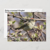Ruby-vol Kinglet Briefkaart (Voorkant / Achterkant)