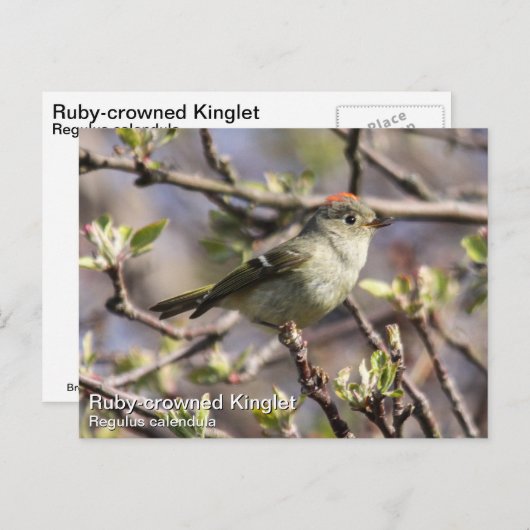 Ruby-vol Kinglet Briefkaart (Voorkant / Achterkant)