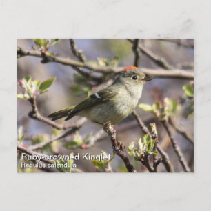 Ruby-vol Kinglet Briefkaart