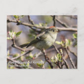 Ruby-vol Kinglet Briefkaart (Voorkant)