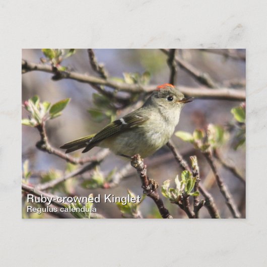 Ruby-vol Kinglet Briefkaart (Voorkant)