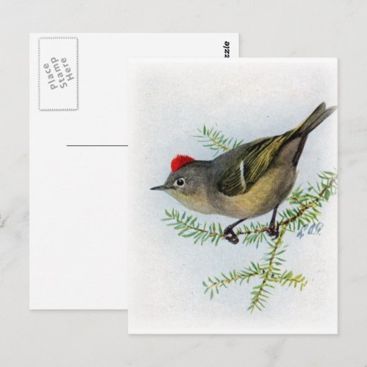 Ruby-vol Kinglet Briefkaart (Voorkant / Achterkant)