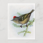 Ruby-vol Kinglet Briefkaart (Voorkant)