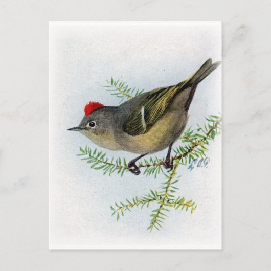Ruby-vol Kinglet Briefkaart (Voorkant)