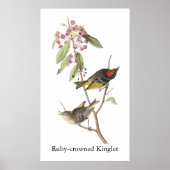 Ruby-vol Kinglet, John Audubon Poster (Voorkant)