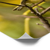 Ruby-vol Kinglet Poster (Hoek)