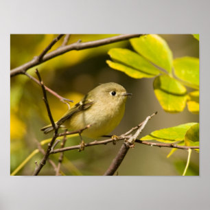 Ruby-vol Kinglet Poster