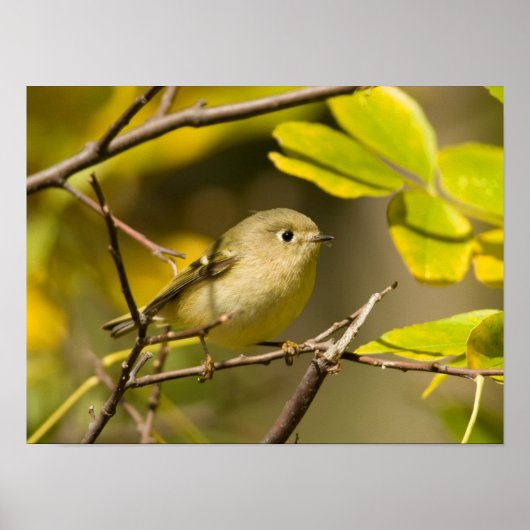 Ruby-vol Kinglet Poster (Voorkant)