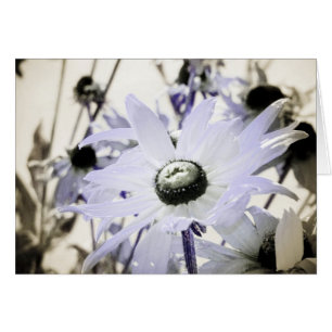 Rudbeckia