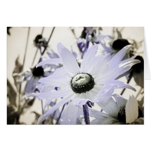 Rudbeckia (Devant horizontal)