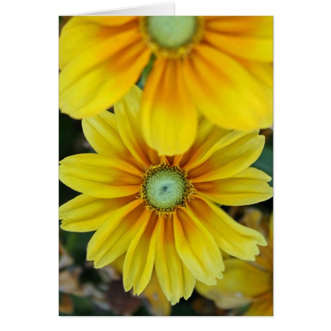 Rudbeckia, blank (Voorkant)