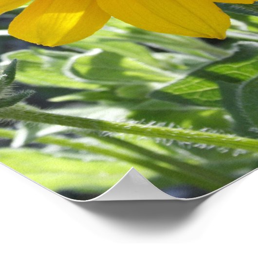 "Rudbeckia Bloom" Poster (Hoek)
