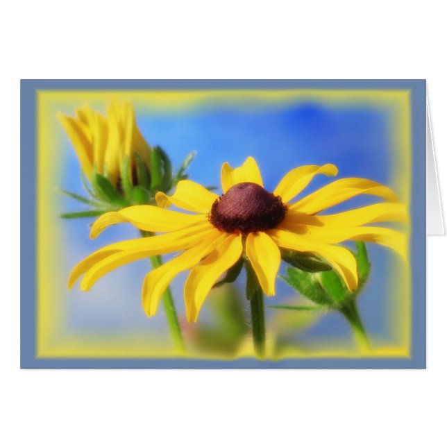 Rudbeckia Blues - Vignette (Devant horizontal)