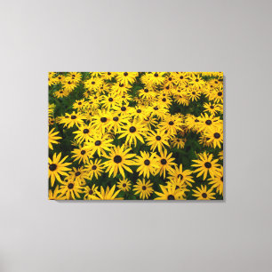 Rudbeckia Hirta (Black-eyed Susans) Canvas Afdruk