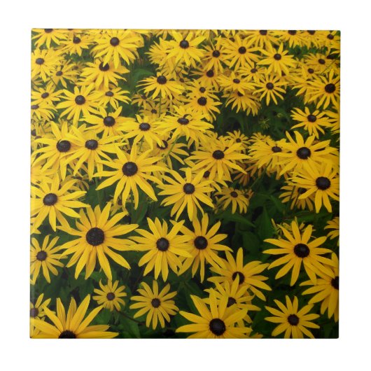 Rudbeckia Hirta (Black-eyed Susans) Tegeltje (Voorkant)