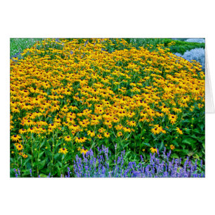 Rudbeckia Hirta Et Lavande