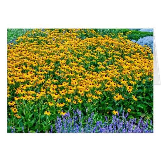 Rudbeckia Hirta Et Lavande (Devant Horizontal)