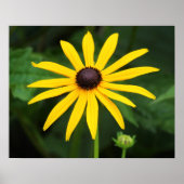 Rudbeckia hirta poster (Voorkant)