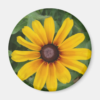 Rudbeckia Magnet Magneet