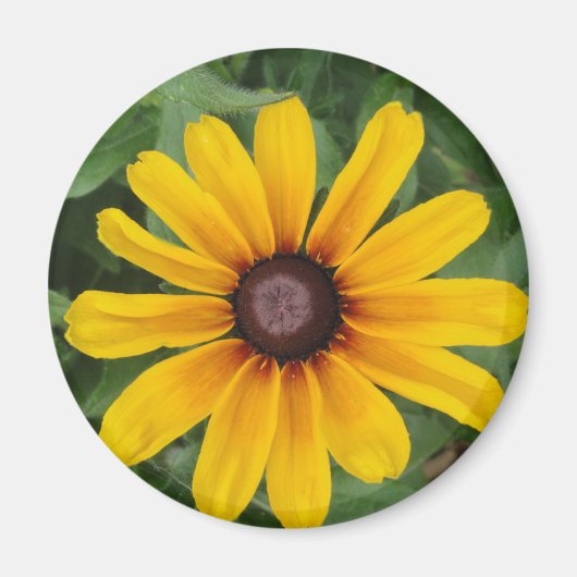 Rudbeckia Magnet Magneet (Voorkant)
