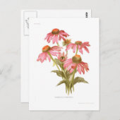 Rudbeckia purpurea briefkaart (Voorkant / Achterkant)