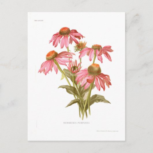 Rudbeckia purpurea briefkaart (Voorkant)