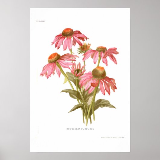 Rudbeckia purpurea poster (Voorkant)