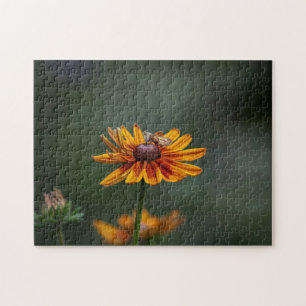 Rudbeckia Sitting Pretty Puzzel