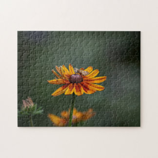 Rudbeckia Sitting Pretty Puzzel