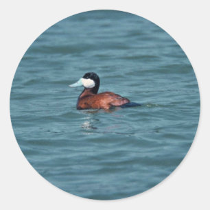 Ruddy Duck Ronde Sticker