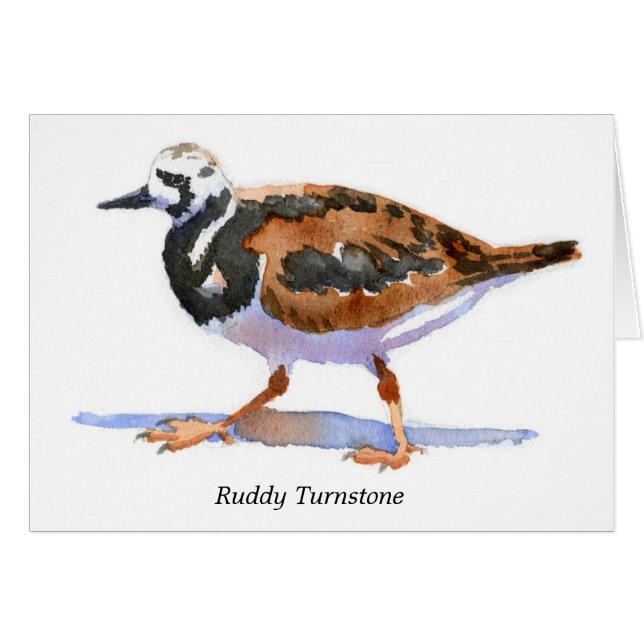 Ruddy Turnstone (Voorkant Horizontaal)