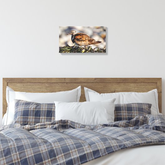 Ruddy Turnstone Shorebird bij het strand Canvas Afdruk (Insitu (Slaapkamer))