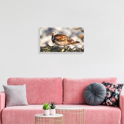 Ruddy Turnstone Shorebird bij het strand Canvas Afdruk (Insitu (Woonkamer))