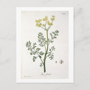 Rue van 'Phytographie Medicale' door Joseph Roques Briefkaart