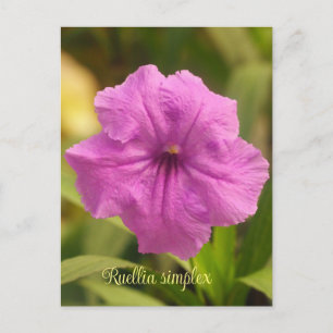 Ruellia simplex feestdagenkaart
