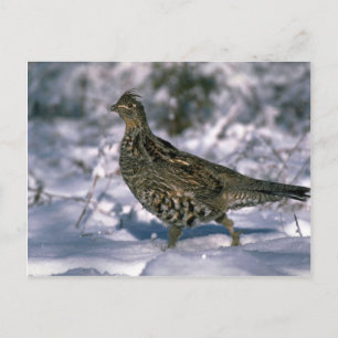 Ruffe kruid in sneeuwige bossen briefkaart
