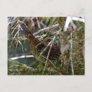 Ruffed Grouse 02 Briefkaart