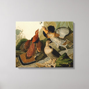 Ruffed Grouse Audubon Game Bird Canvas Afdruk