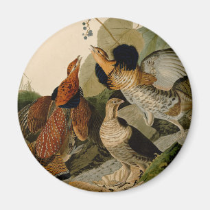 Ruffed Grouse Audubon Game Bird Magneet