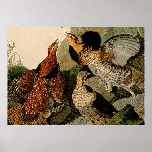 Ruffed Grouse Audubon Game Bird Poster (Voorkant)