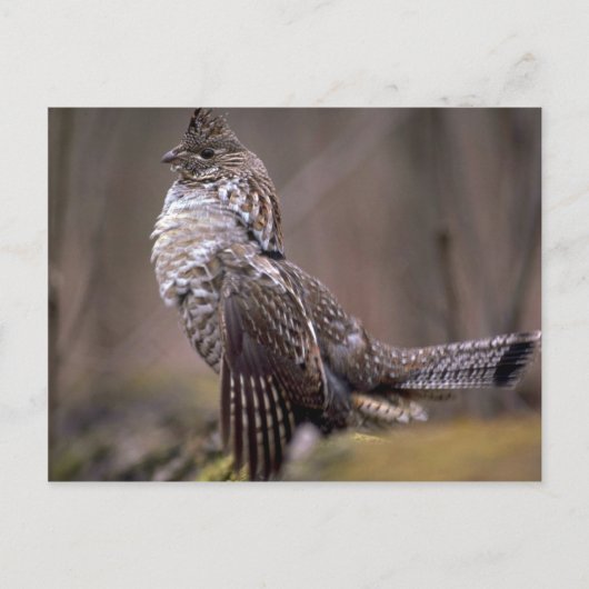 Ruffed Grouse Briefkaart (Voorkant)