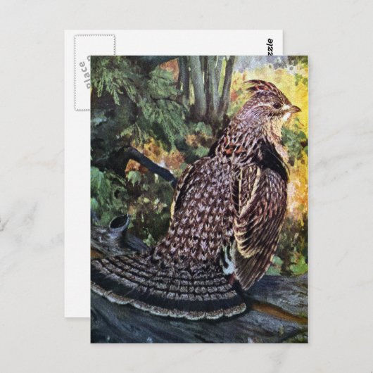 Ruffed Grouse in het bos Briefkaart (Voorkant / Achterkant)