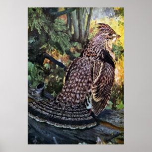 Ruffed Grouse in het bos Poster
